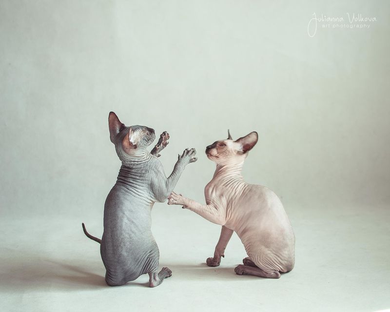 Вооот с таким глазом! фото превью