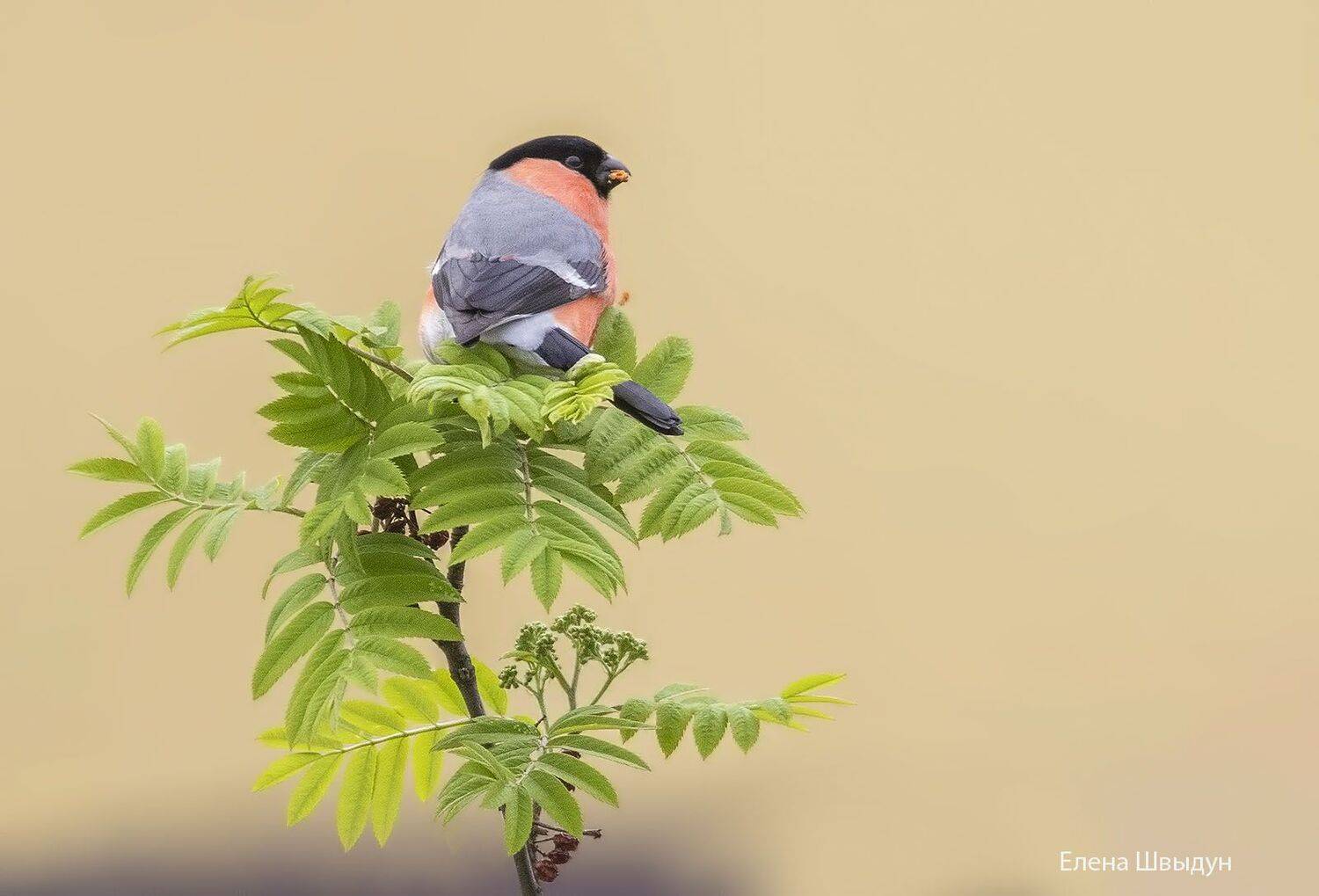 bird of prey, animal, birds, bird,  animal wildlife,  nature,  animals in the wild, снегирь, bullfinch, птицы, птица, Елена Швыдун