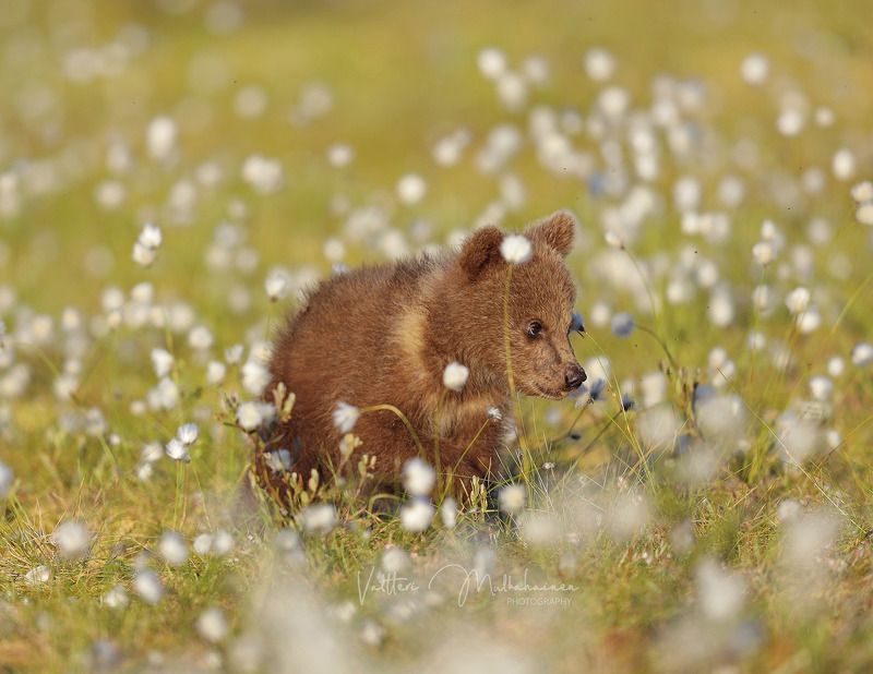 Кажется фотограф с обещанным медом идет ... фото превью