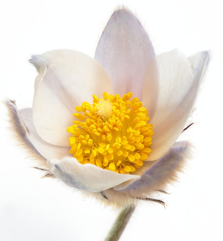 Puisatilla vernalis 2 фото превью