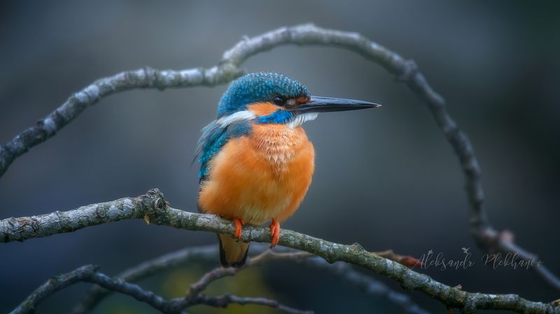 wildlife , живая , природа , зимородок , цвет , образ , живой , природы , краснодар Крашенка - пасхальное яичко фото превью