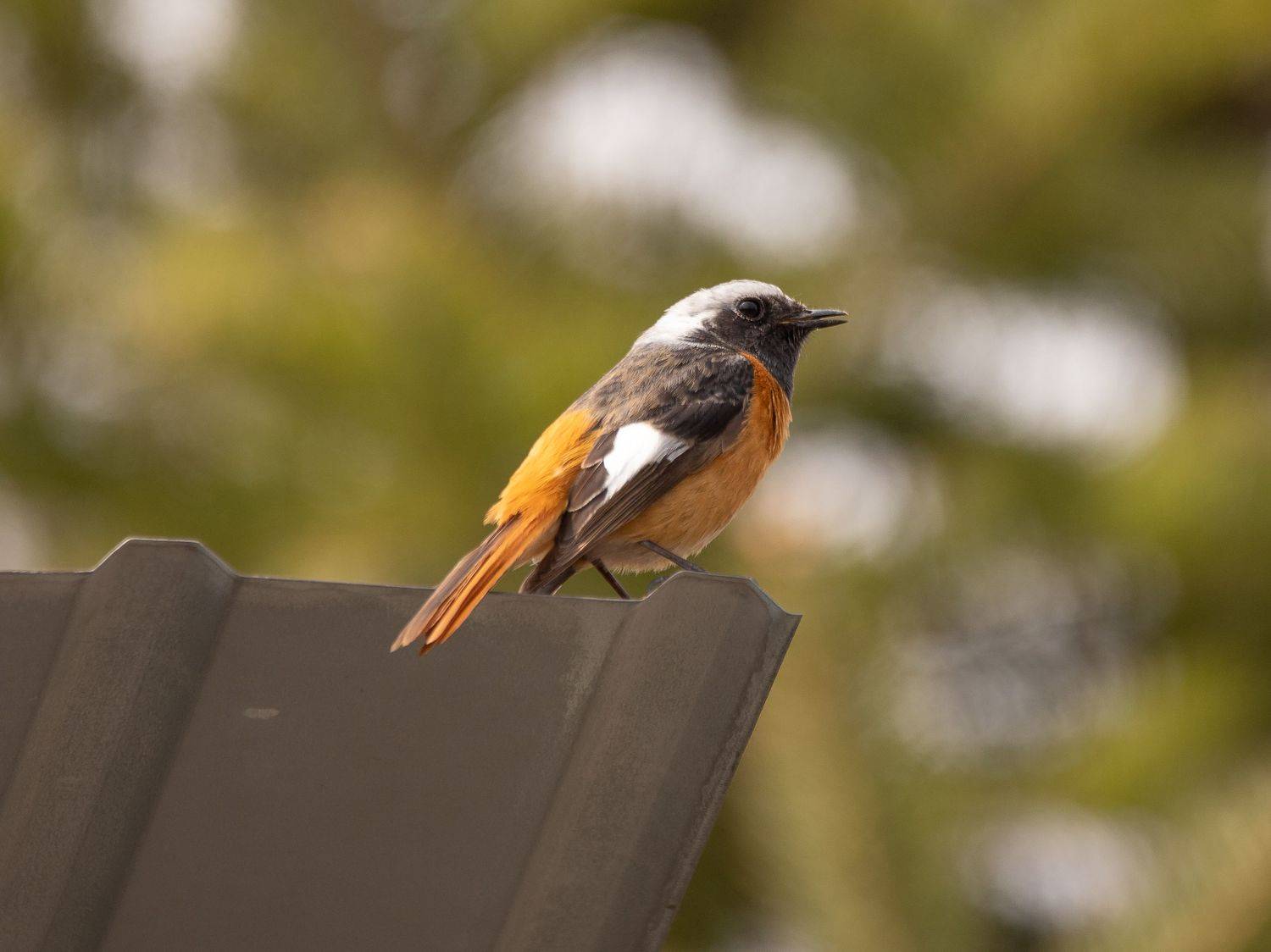 , Лоскутова Евгения