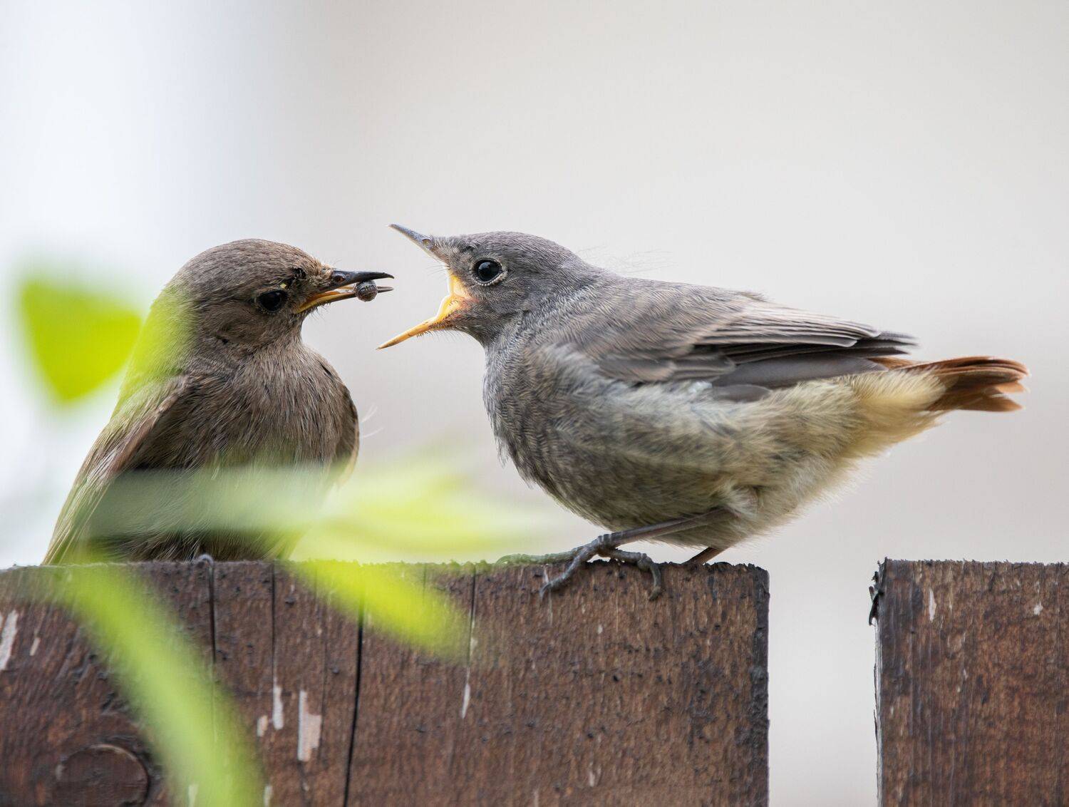 , Лоскутова Евгения