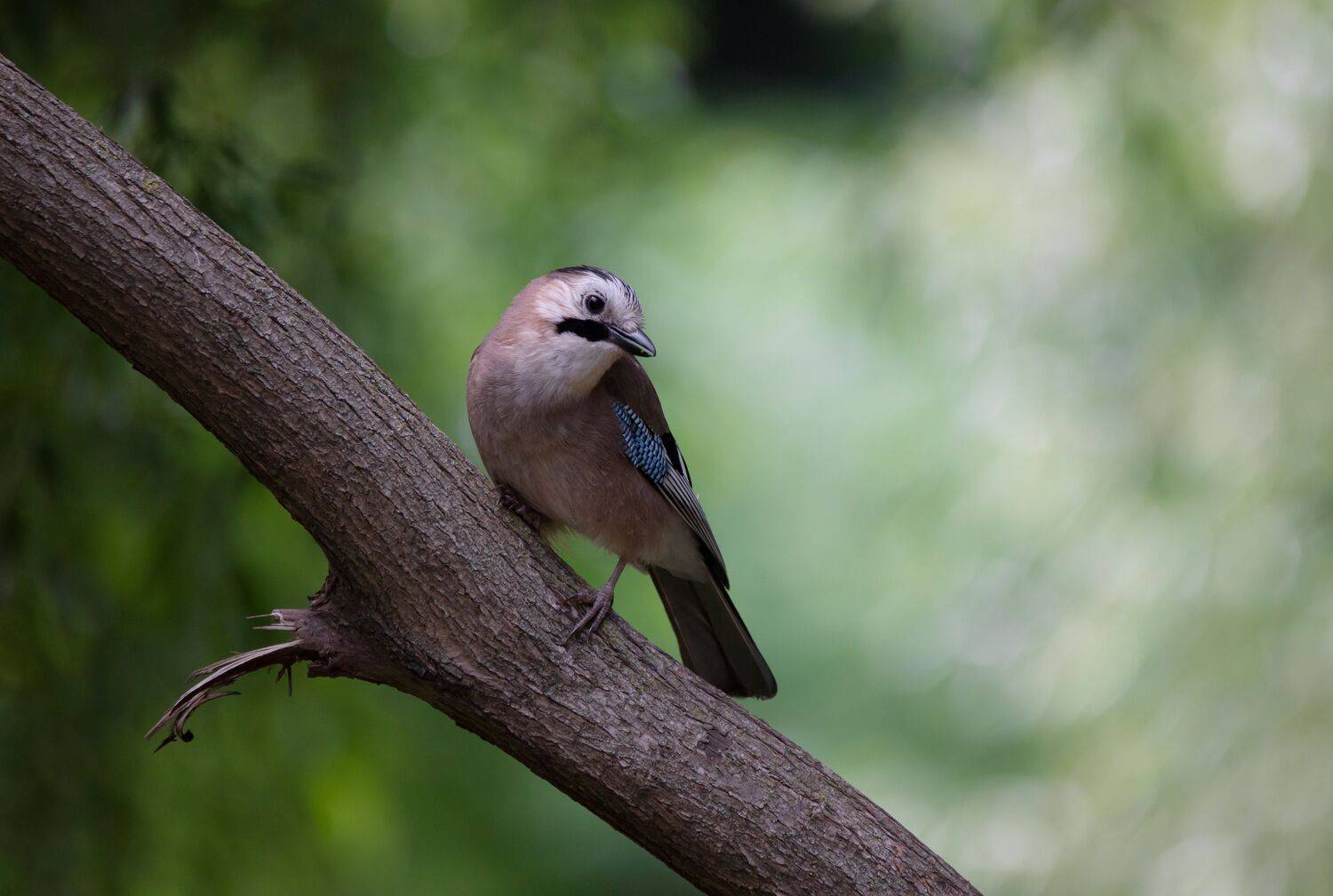 , Лоскутова Евгения