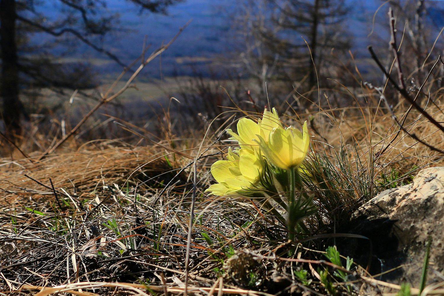 весна, Марков Сергей
