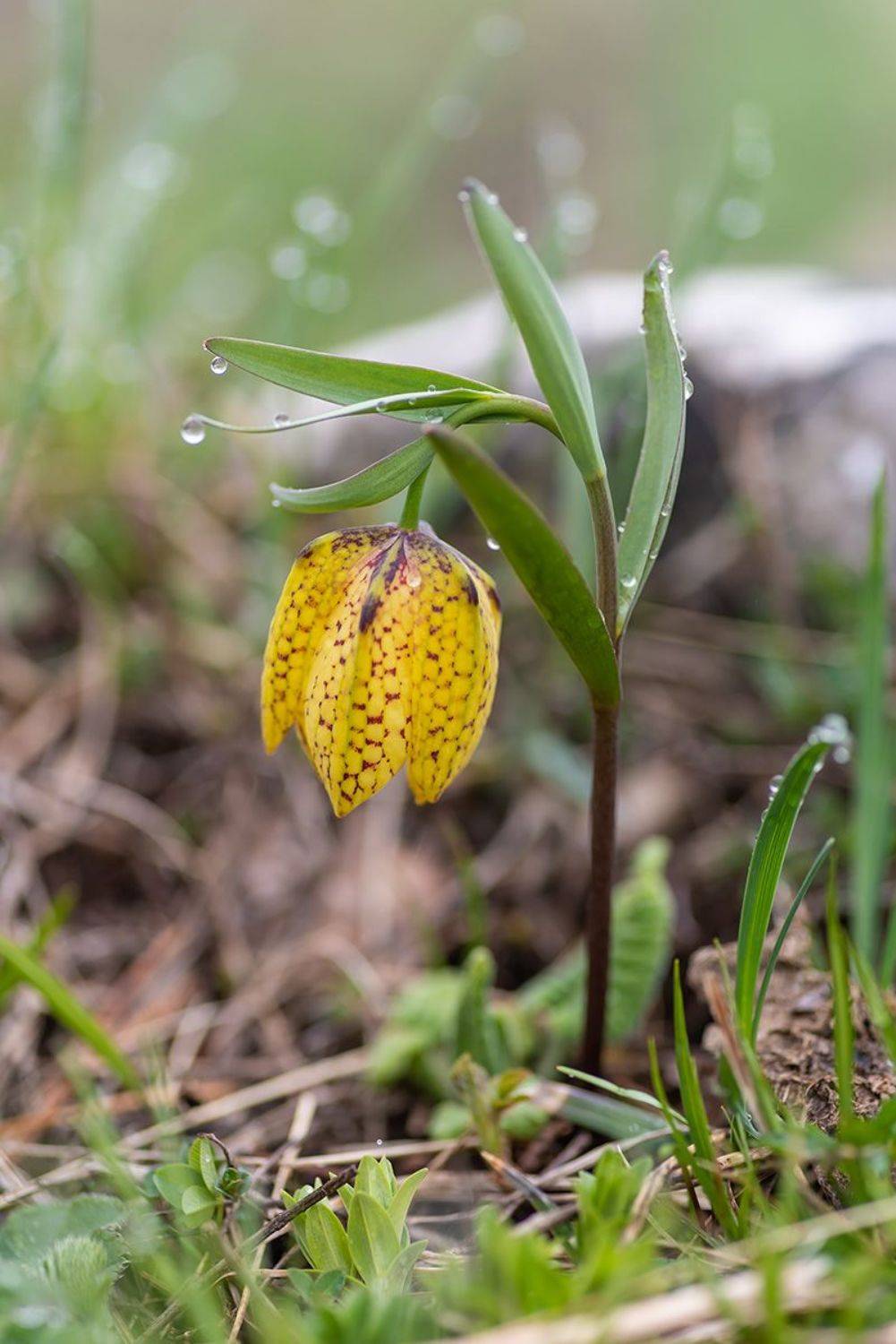 , Александр Земляной