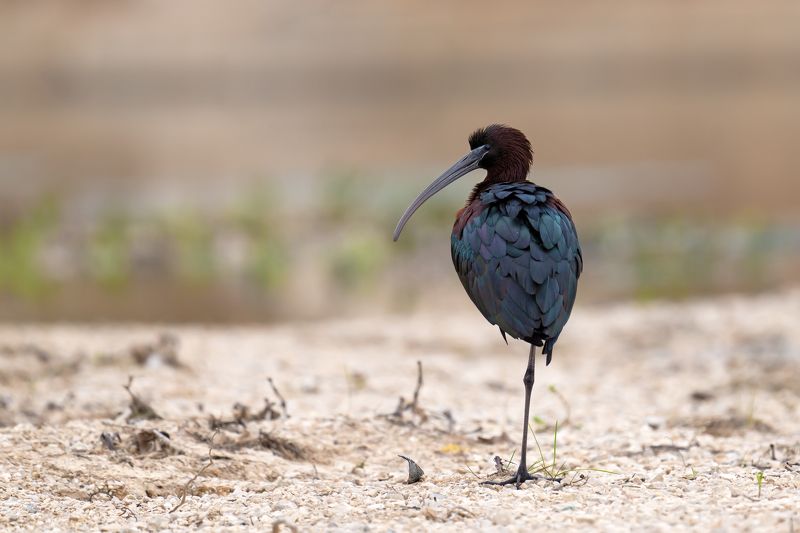 Plegadis falcinellus фото превью