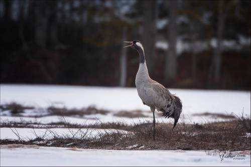 Утро на Карельском болоте ...
