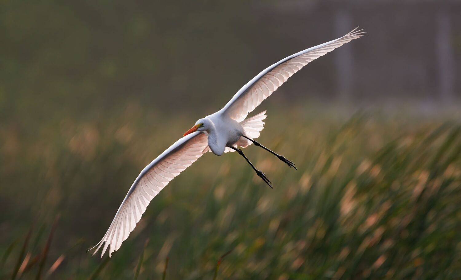 bird,birds,nikon,wild,water,shadows,lake,pond,flowers,swan,colors,nikon,beauty,nature,animals,eyes,egret,songbird,jungle,white,wings,fly, G N RAJA