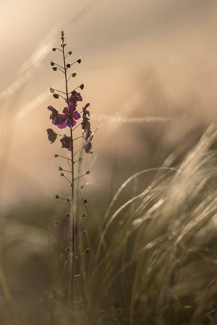 , Илья Михеев