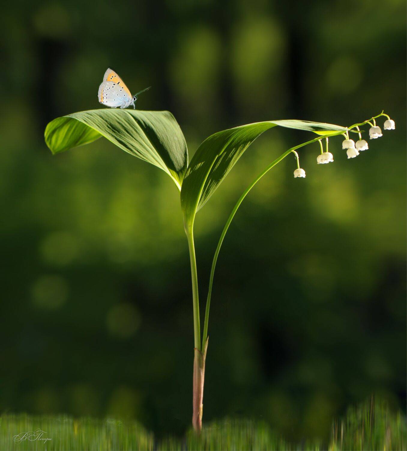 ландыш бабочка бокэ, Вера Петри