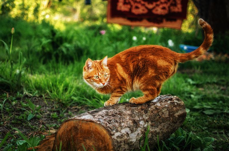 Ignat фото превью