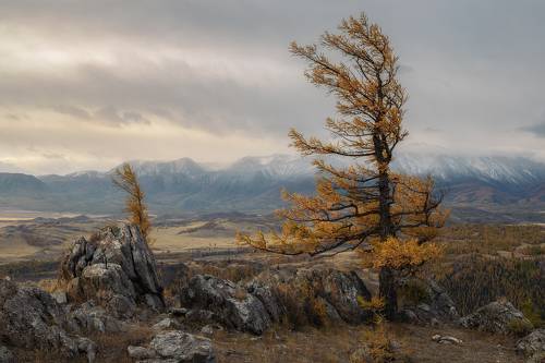 Курайская степь