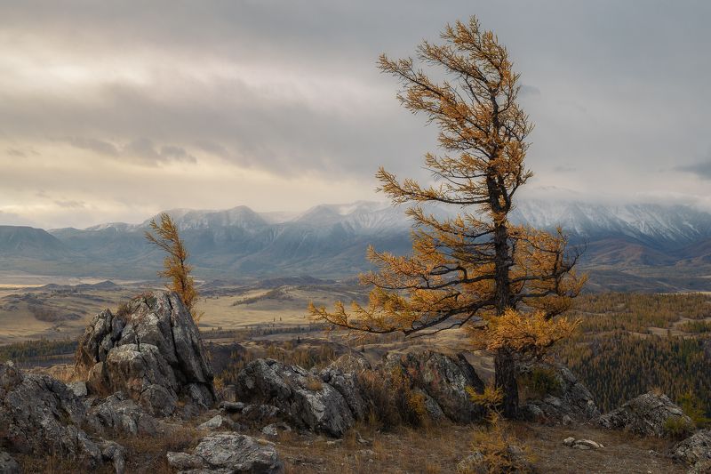 Алтай Курайская степь фото превью