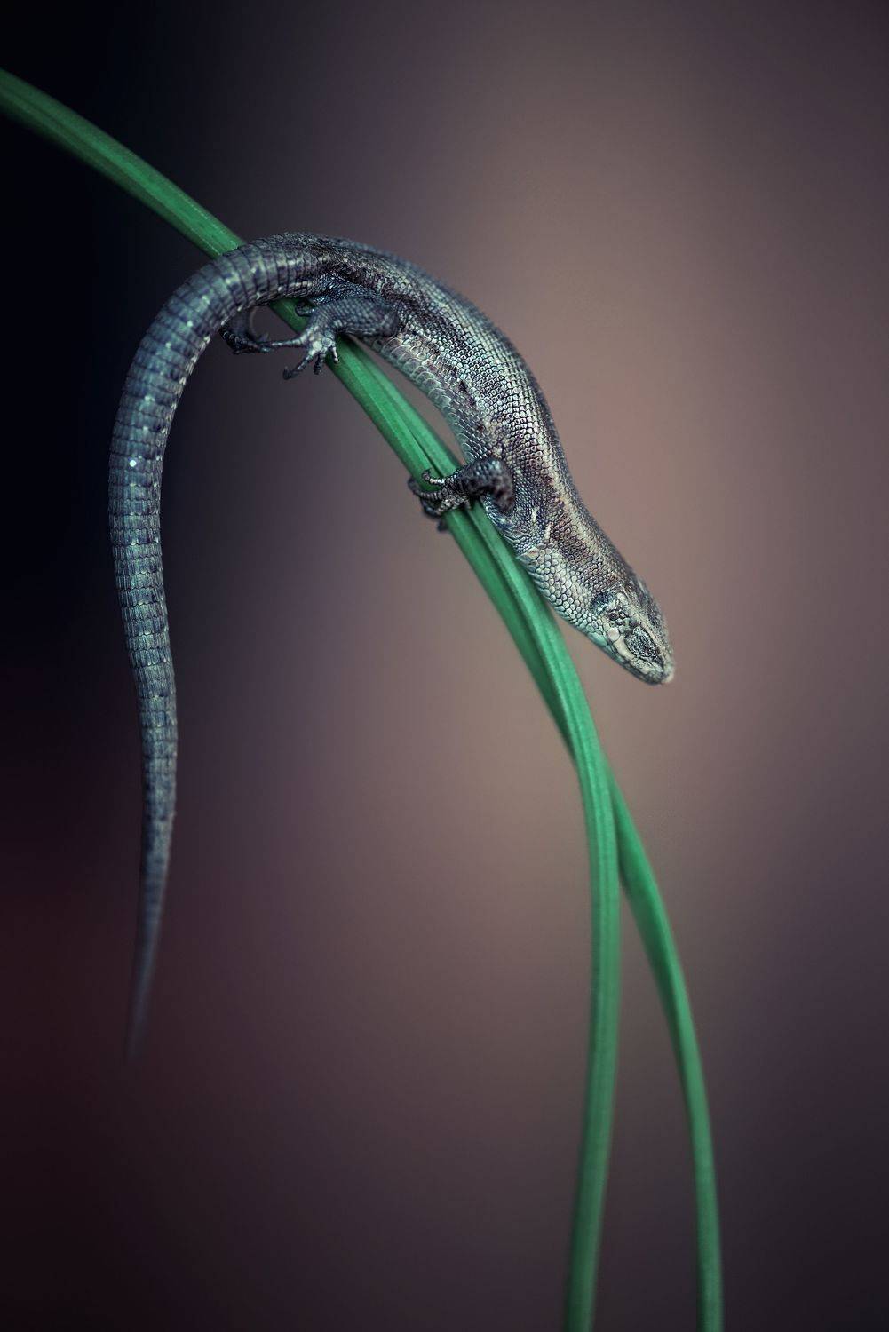 , Анастасия Думинская