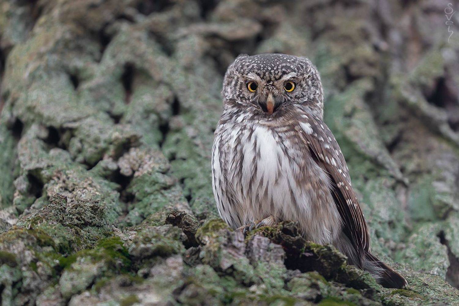 воробьиный сыч, Байбекова Светлана