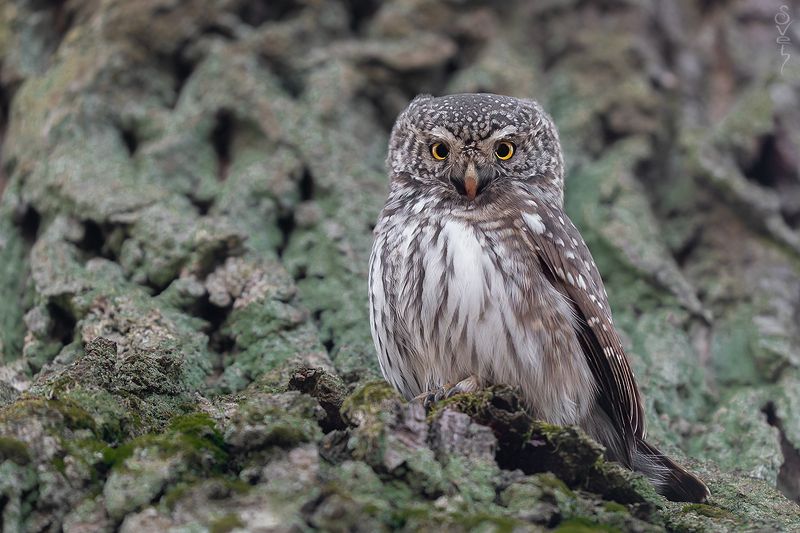 воробьиный сыч я не знаю как в Рязани фото превью