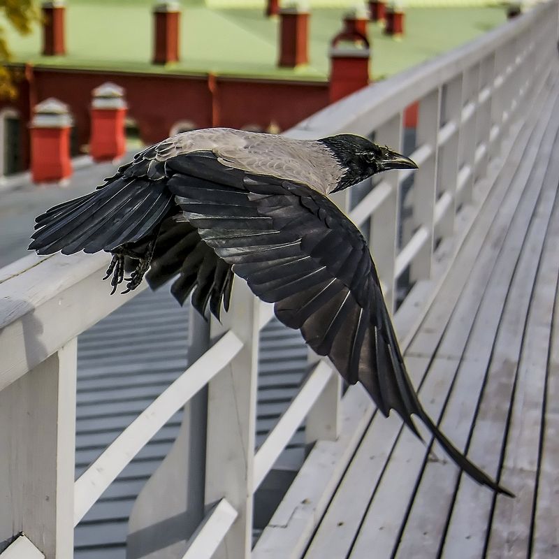 ворона,птицы,полёт,крылья Страж Петропавловки. фото превью