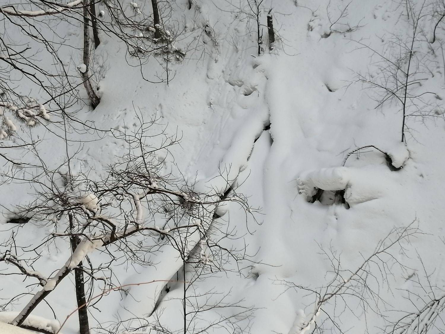 зима,овраг,снег,ветви, Козлова Галина