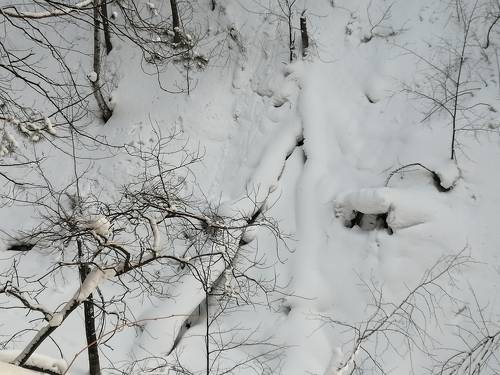Зимняя графика (в овраге)