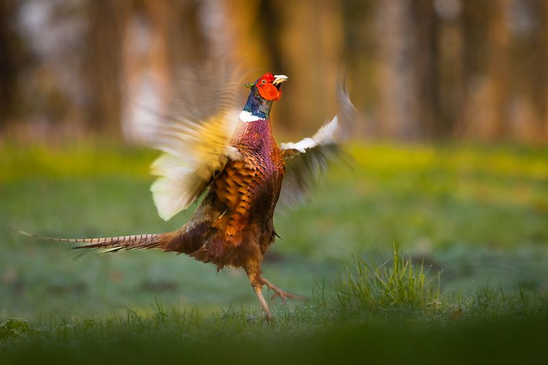 Pheasant фото превью