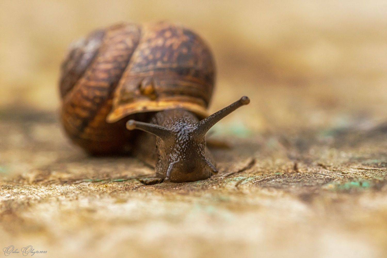 , Орлов Олег