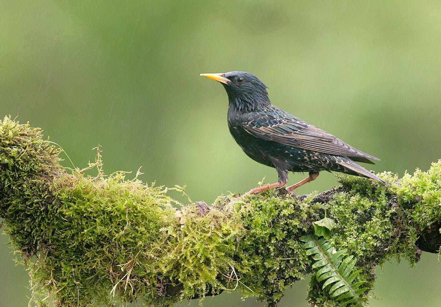 cкворец, european starling,  starling,весна, Etkind Elizabeth