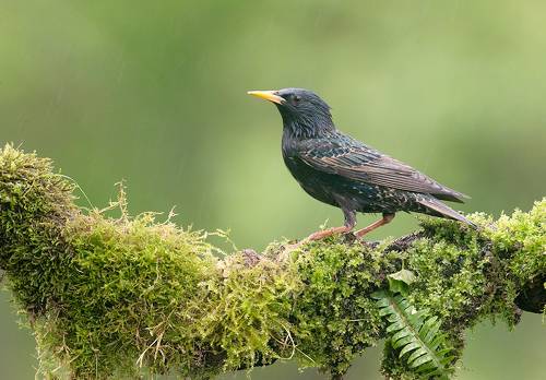 European Starling. Обыкновенный скворец