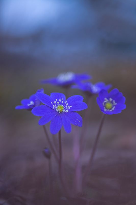 Печеночница (Hepatica) фото превью