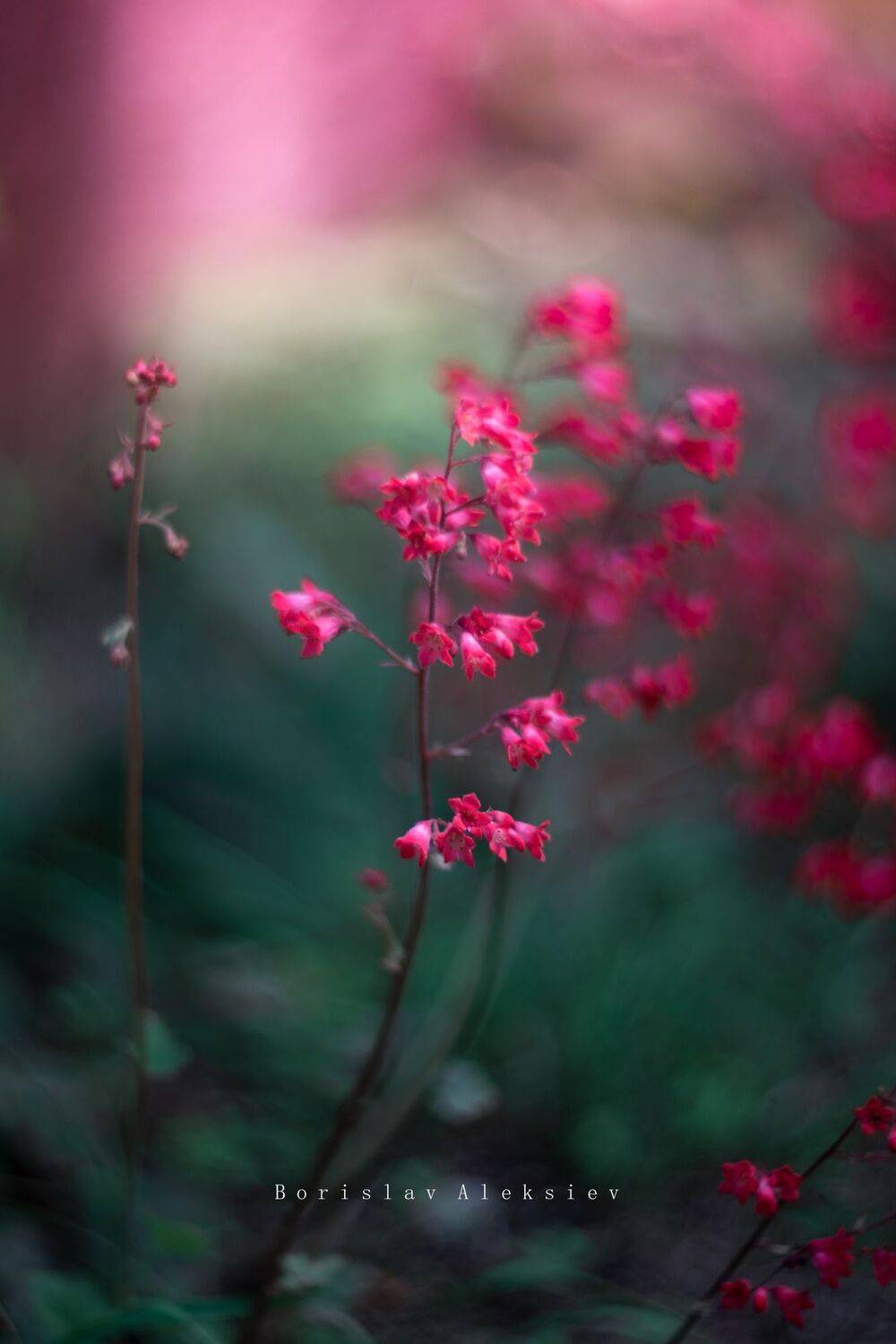 green,flowers,wild,nature,light,bokeh,zenit,helios,pink,fujifilm, Борислав Алексиев