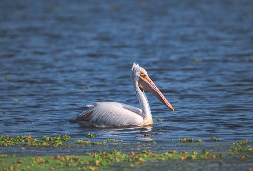 Pelican