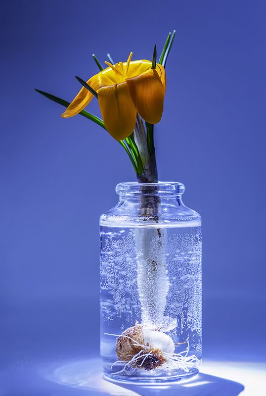 ***крокус фото превью