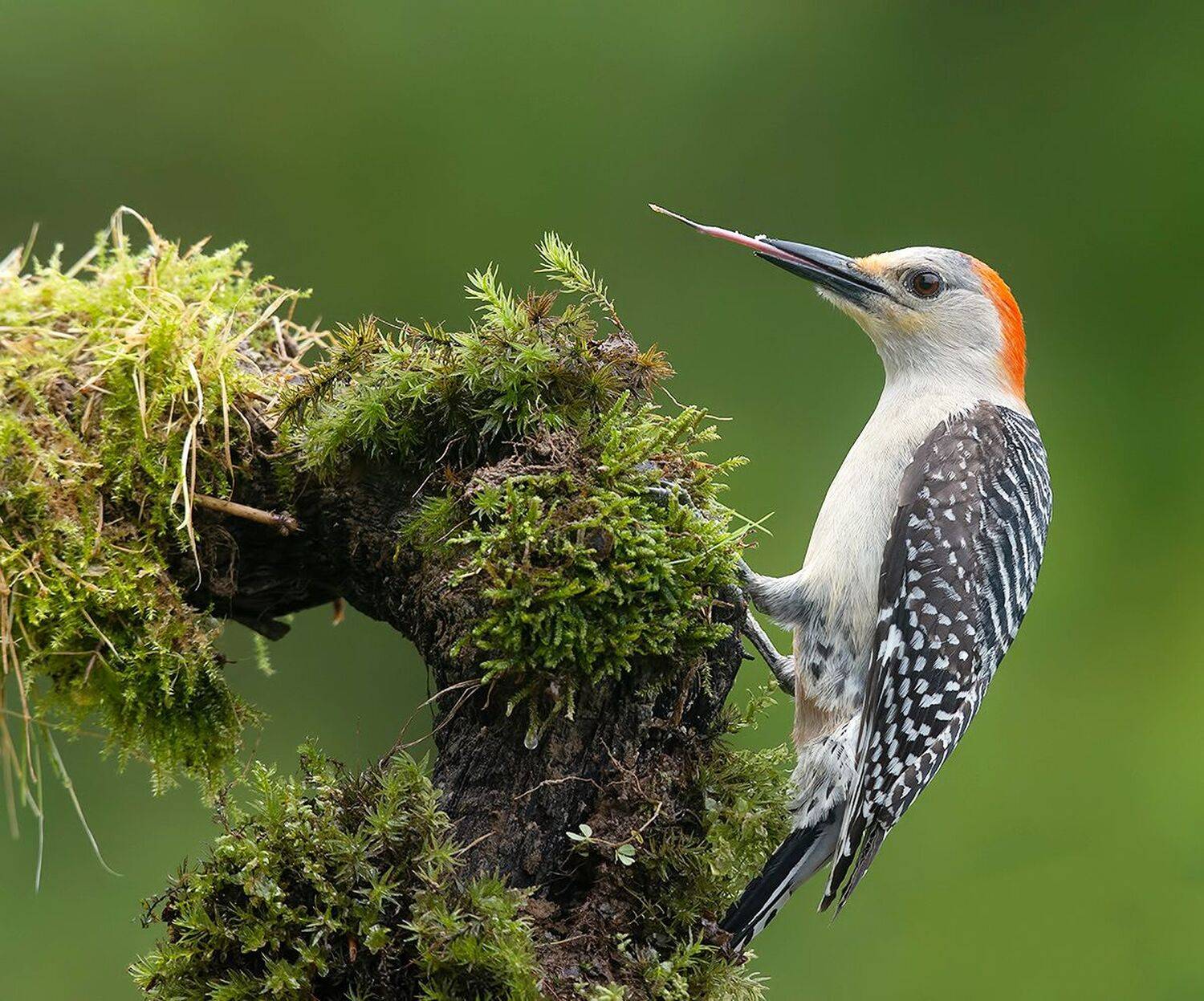 дятел, каролинский меланерпес, red-bellied woodpecker, woodpecker,весна, Etkind Elizabeth
