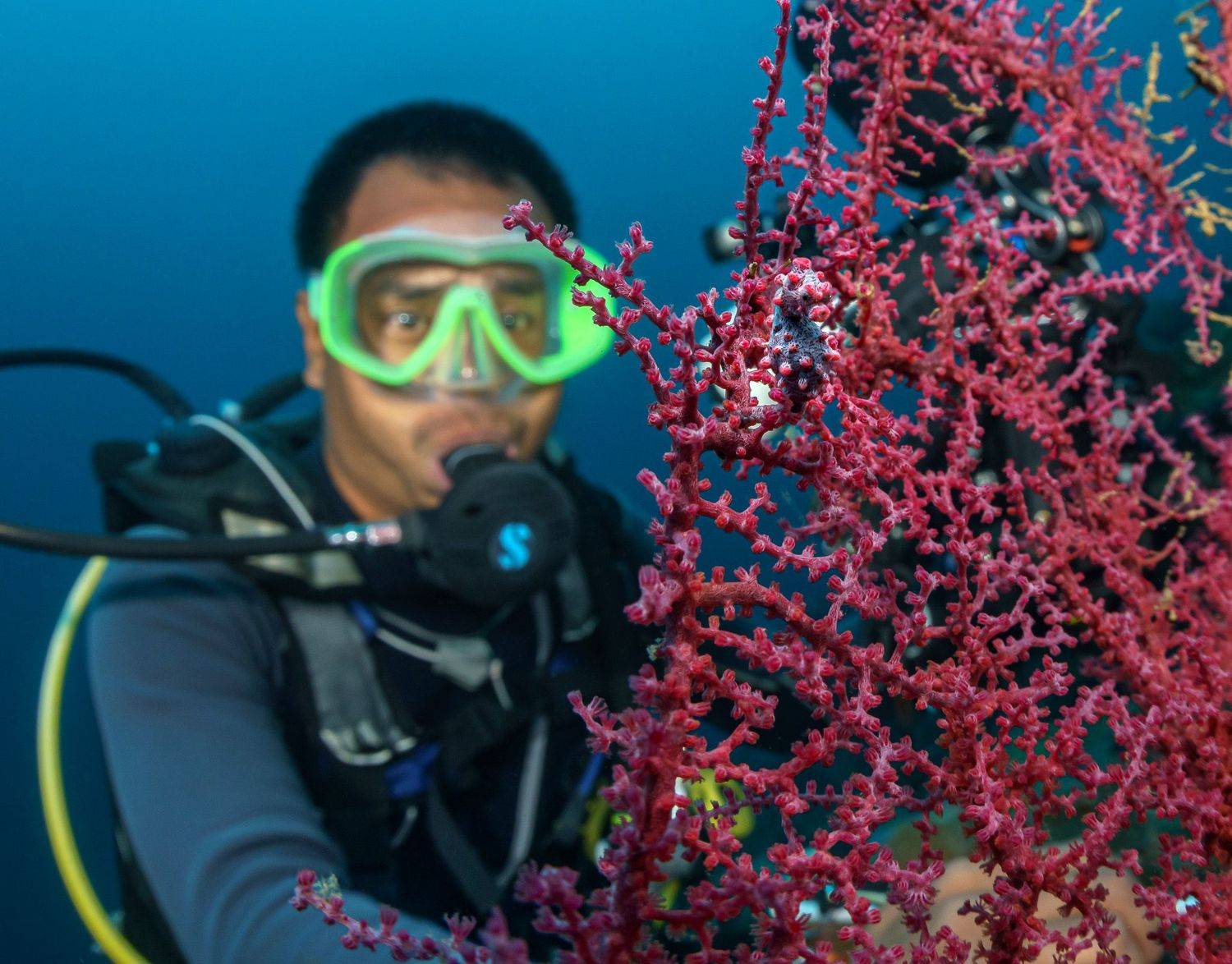 Морской, конек, дайвер, подводная, фотография, природа, макро, дайвинг, океан, рыбы, море, под водой, глубина, синева, вода, underwater, кораллы, риф, подводный, фауна, underwater, wildlife, ocean, sea, scuba, diving, Савин Андрей