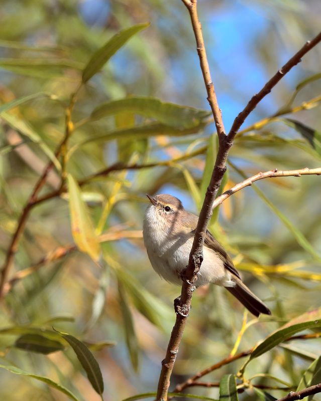 Пеночка-теньковка фото превью