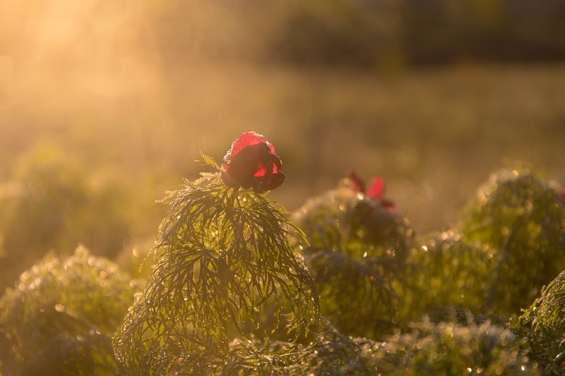 пион узколистный, воронец, весна, первоцветы, цветы, flowers, primulas, paeonia tenuifolia Воронцы фото превью