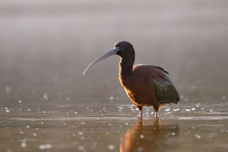 Plegadis falcinellus фото превью
