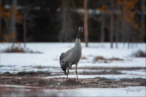 Утро на калельском болоте ...