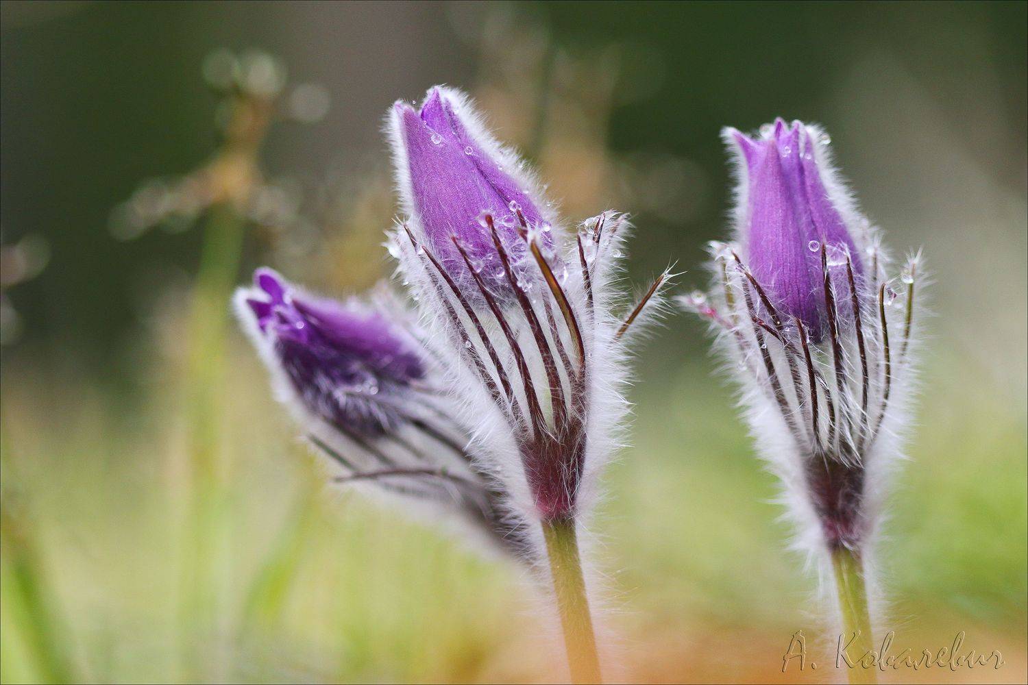 , Ковалевич А.