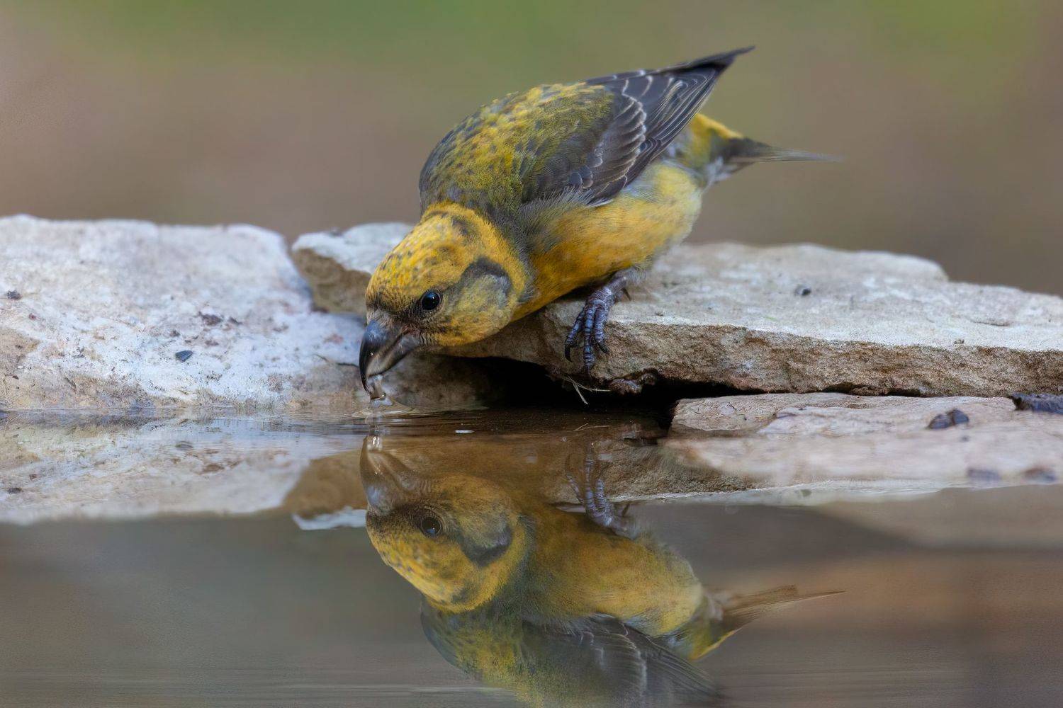 Клест, Марат Кучкаев