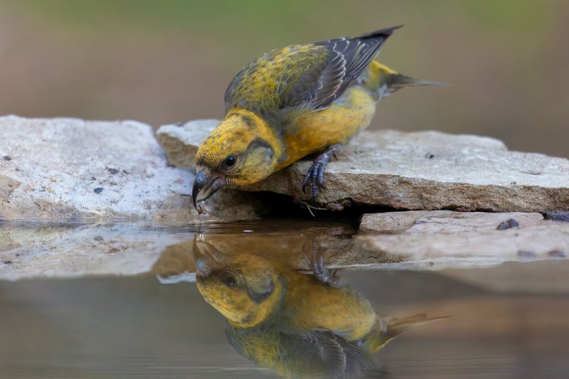 Клест *** фото превью