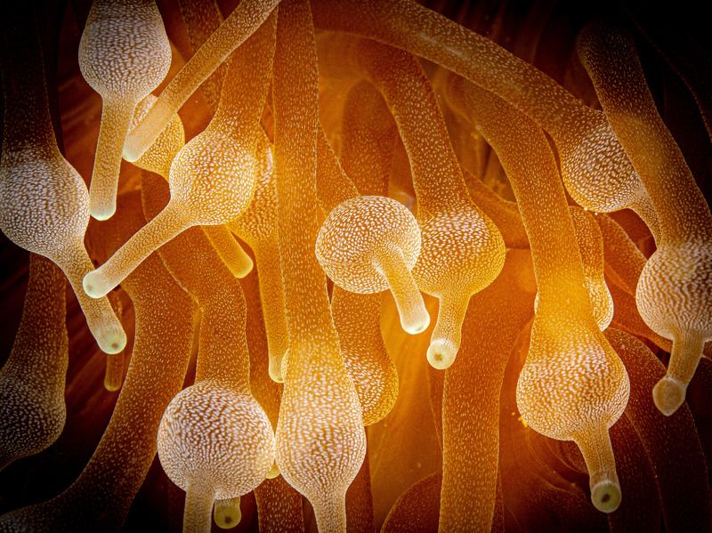 Anemone seen by the Clown eyes фото превью
