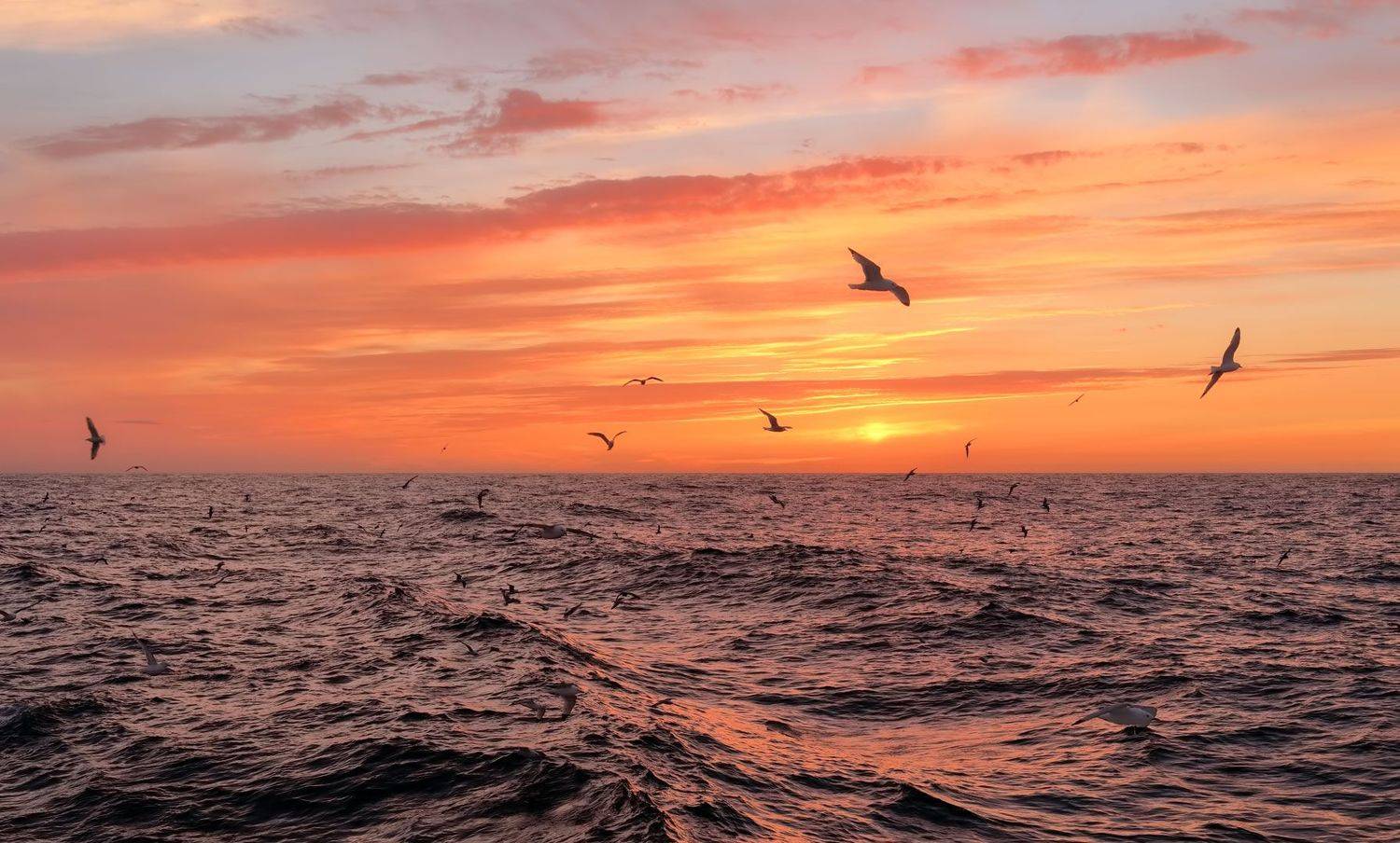 август, закат, чайки, берингово море, Евгений Паршуков