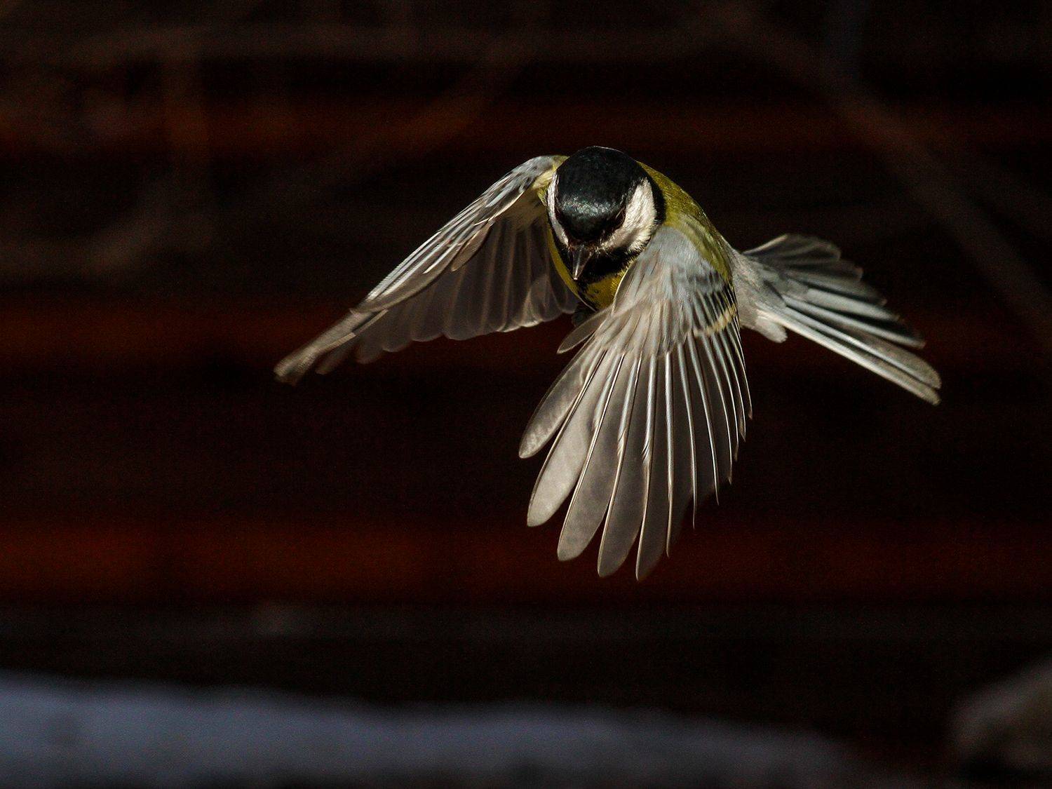 синица,полёт,крылья, Денисов Игорь
