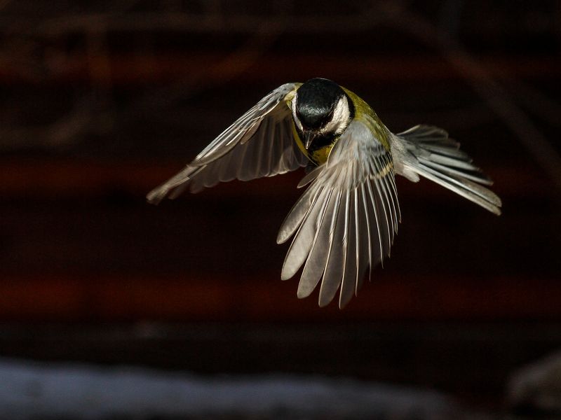 синица,полёт,крылья Вальс крыльев. фото превью