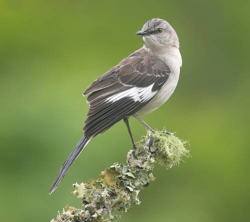 Northern Mockingbird - Многоголосый пересмешник