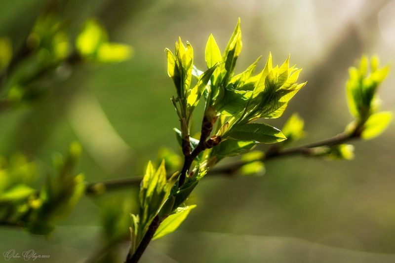 *** фото превью