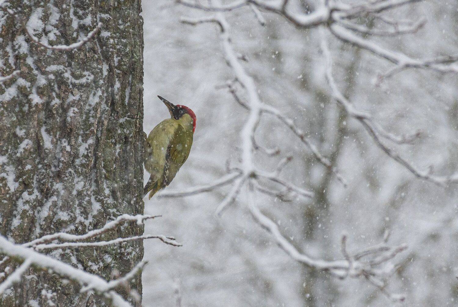 зима зелёный дятел, Руслан Сигушин