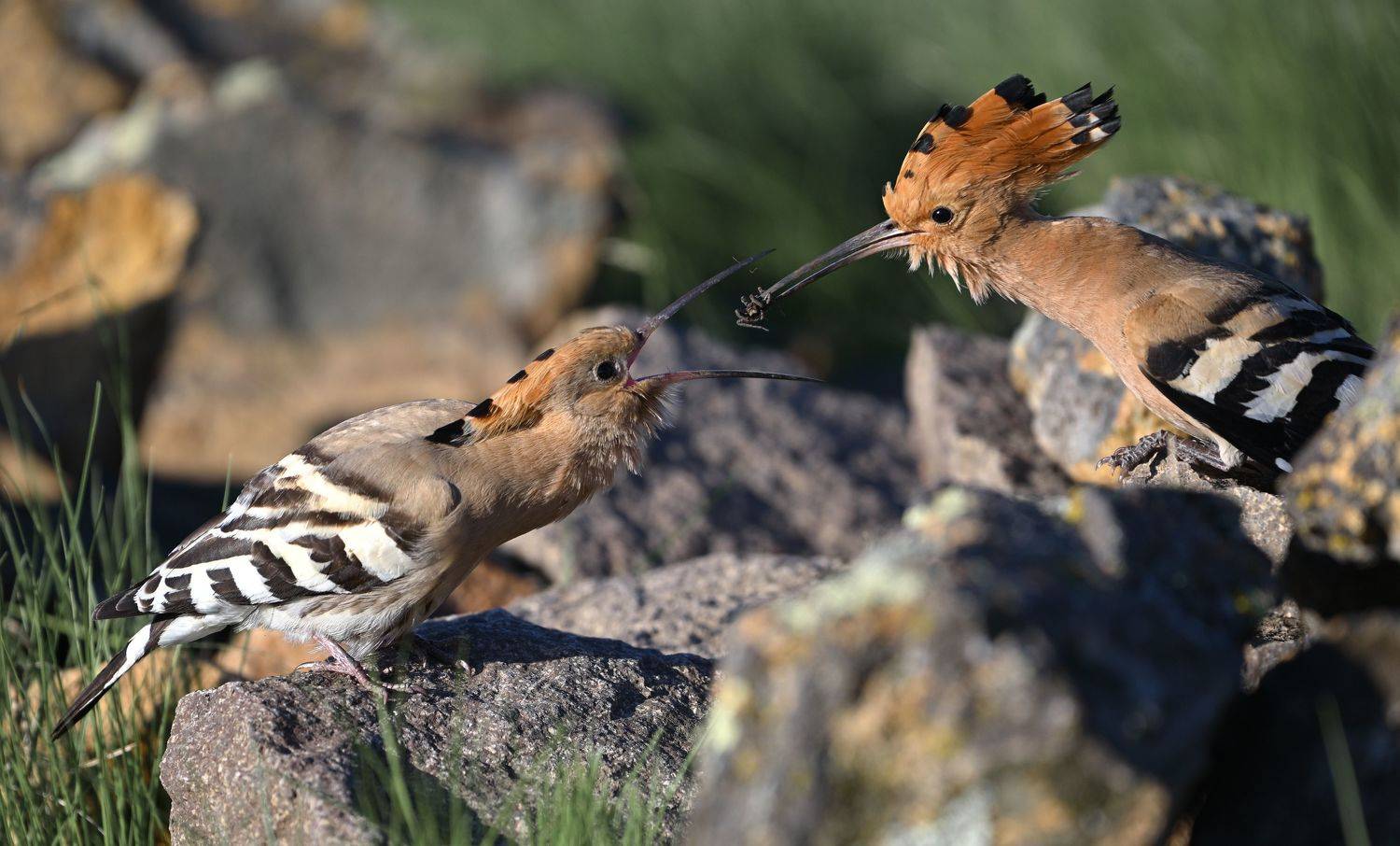 удод, hoopoe, весна, любовь, Владимир Ежов