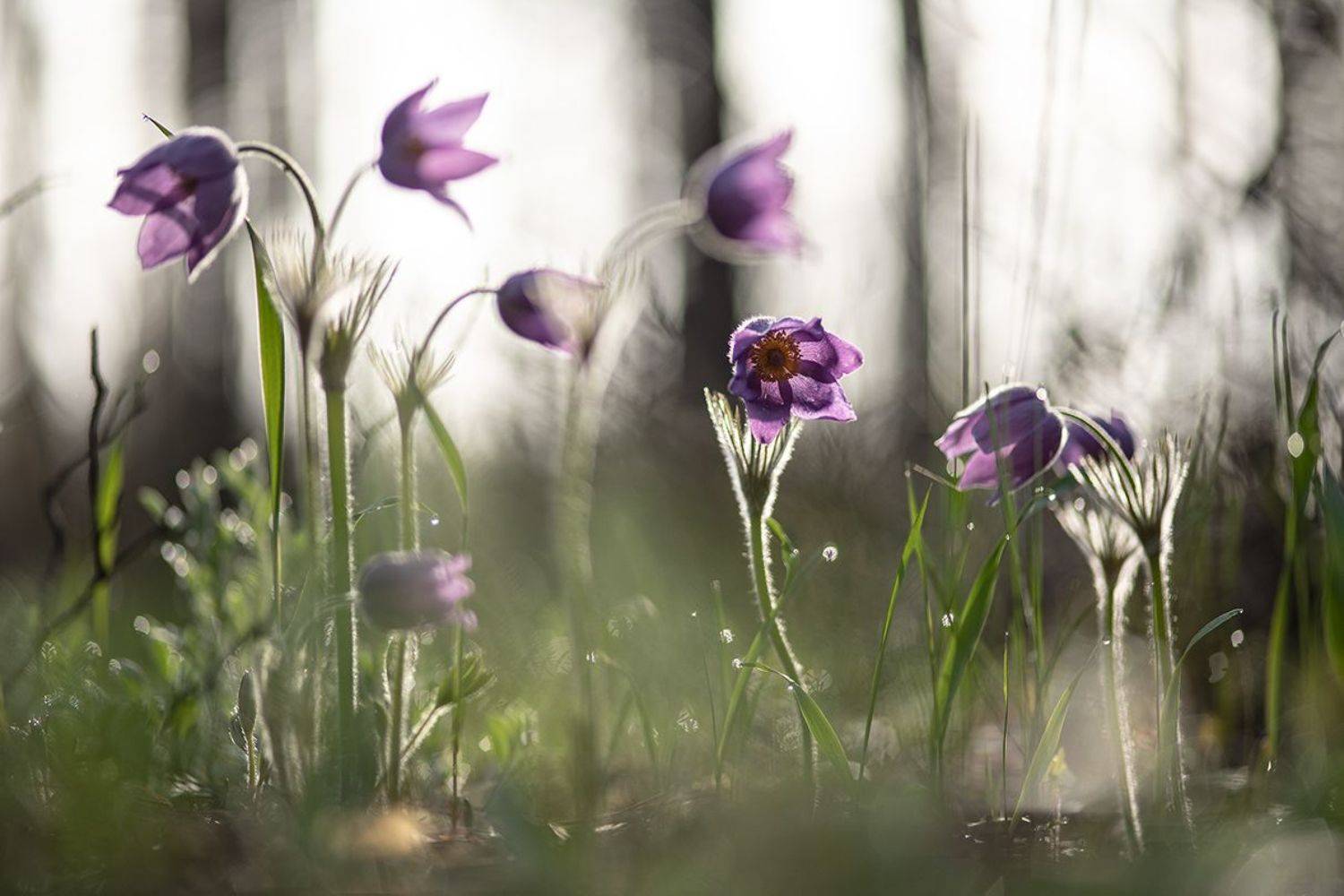 сон трава, весна, апрель, первоцветы, позитив, красота, цвет, свет, воронеж, геннадий мещеряков, Мещеряков Геннадий
